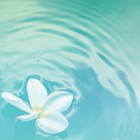 flower in the water